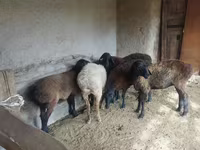 Qoyun, Qoyunlar — foto 3