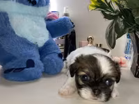 Məhsul: Pekines balaları - Yaş: 60 günlük - Cins: Pekines - Rənglər — foto 5