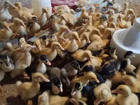 Ducks — photo 1