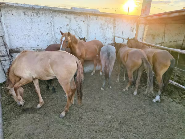 Klisna, Horse breed