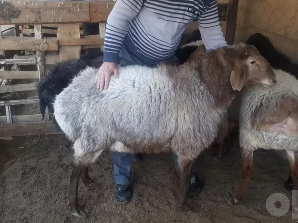 Ovce (šarže, pohlaví neuvedeno), Ovce