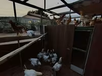 Chickens — photo 3