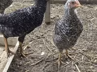 Australorp — photo 8