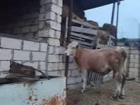 Buğa, Mal-qara — foto 4