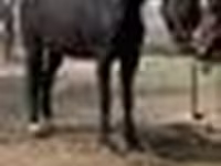 Stute, Orlov Trotter — Foto 5
