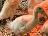 Alman Pekin — foto 2