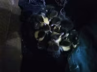 Ducks — photo 3