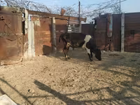 Buğa, Holştin irqi — foto 7