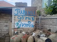 Qoç, Qoyunlar — foto 4