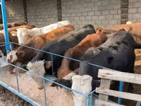 Toro, Aberdeen-Angus — foto 5