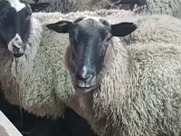 Schaf, Romanov sheep — Foto 1