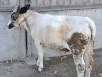 Cow, Belgian Blue — photo 4