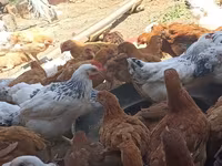 Chickens — foto 1