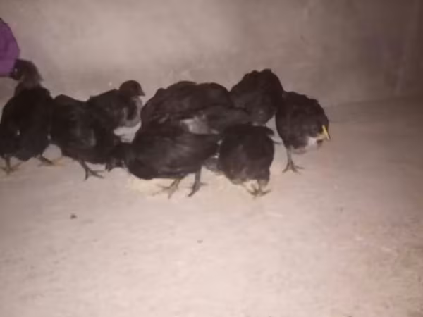 Australorp