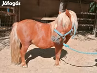 Кінь, Shetland Pony — фото 3