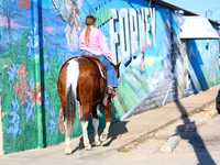 Horse (M), National Show Horse — photo 5