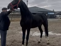 Koń, Orlov Trotter — zdjęcie 1