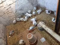 Chickens — foto 3