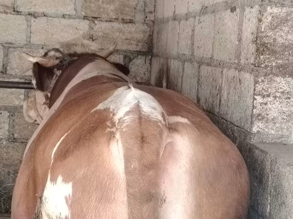 İribuynuzlu mal-qara (partiya, cinsi göstərilməyib), Simmental cattle — Azərbaycan