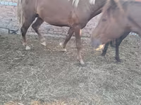 At, Horse breed — foto 1