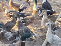 Ducks — الصورة 2