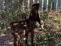 Dişi keçi, Kamori goats — foto 3
