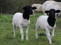 Ovelhas (lote, sexo não especificado), Dorper sheep — foto 4