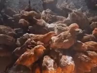 Chickens — Foto 4