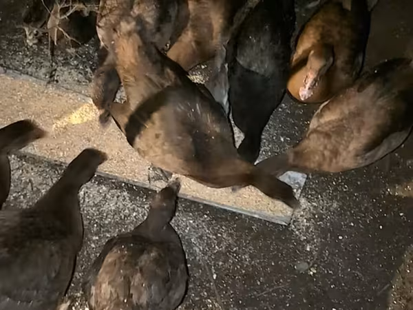 Ducks