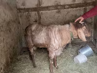 Kozioł, Nubian Goat — zdjęcie 2