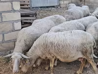 Sheep, Sheep — photo 8