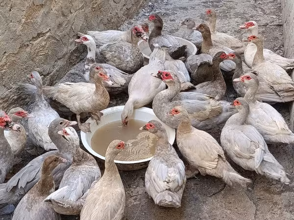 Guinea fowl — Azərbaycan