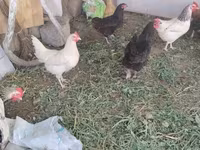 Chickens — photo 1