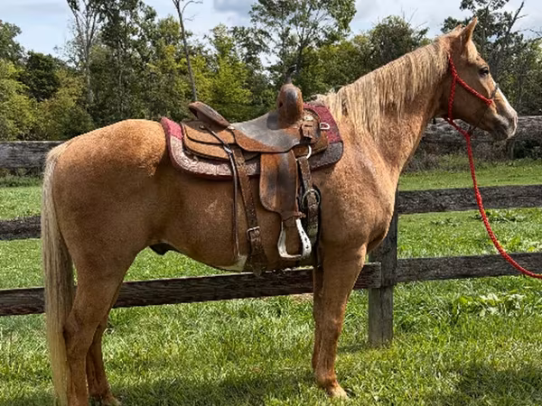 حصان, Quarter Horse