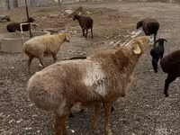 Qoç, Qoyunlar — foto 3