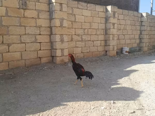 Chickens