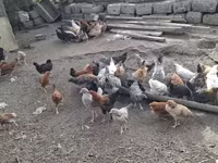 Chickens — الصورة 2