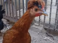 Chickens — 照片 1