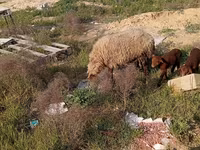 Qoyun, Qoyunlar — foto 4