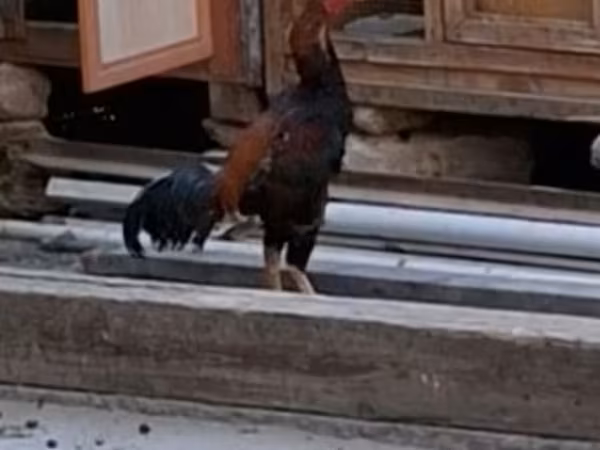 Chickens