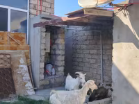 Dişi keçi, Saanen goat — foto 2