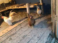 Bantam — Foto 3