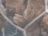 Chickens — الصورة 3