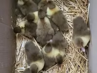 Ducks — फ़ोटो 2