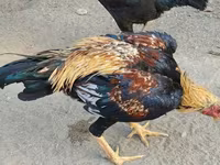 Chickens — foto 7