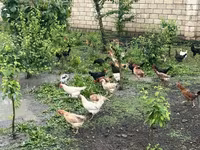 Chickens — photo 1