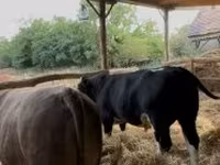 Бик, Голштинська порода — фото 7