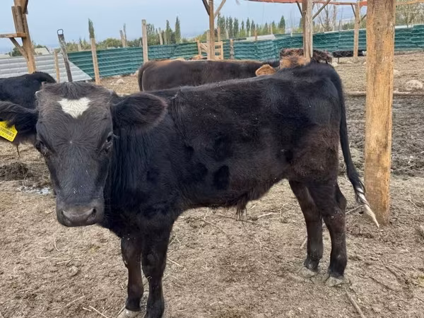 सांड, Swiss cattle