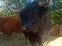 Buğa, Highland — foto 3