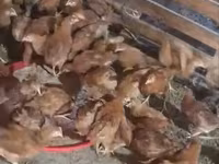 Chickens — Foto 1
